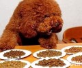 小狗一天喂几回？小狗一天喂几回水？