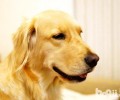 金毛狗狗吃哪一种犬粮好？自做金毛狗粮