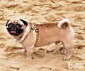 八哥犬掉毛吗?八哥犬掉毛该怎么办？