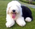古牧犬性情如何？古牧犬性格介绍