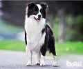 边牧聪慧到哪些水平？边境牧羊犬智力