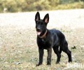 东德牧羊犬如何饲养？东德牧羊犬喂养方式