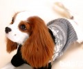 查理士王小猎犬怎么美容？查理士王小猎犬美容护肤