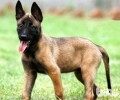 马里努阿犬性情如何？东德牧羊犬性格介绍