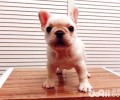 法斗犬有哪些优点和缺点？法斗犬优点和缺点详细介绍