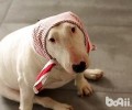 牛头梗和比特犬哪一个强大？牛头梗和比特犬的差别