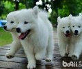 银狐犬吃什么食物？银狐犬哪些食物？