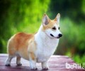 柯基犬有几种颜色？柯基犬品种介绍
