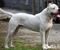 杜高犬怎么养？杜高犬喂养