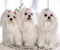 马尔济斯犬掉毛吗?马尔济斯犬掉毛缘故