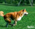 柴犬是大型犬吗？柴犬身型详细介绍
