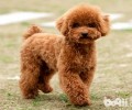 泰迪犬叫什么好？泰迪犬名称大全