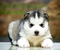 哈士奇幼犬吃什么狗粮？金毛幼犬狗粮