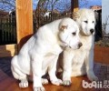 中亚牧羊犬如何？中亚牧羊犬详细介绍