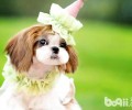 马尔济斯和西施犬有什么不同？马尔济斯和西施犬差别