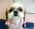 西施犬价格是多少？西施犬价格详细介绍