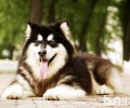 非纯种阿拉斯加犬如何看？非纯种阿拉斯加犬有什么特点？