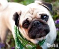 八哥犬价格是多少？八哥犬价格