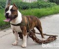 斯塔福犬合适家里养吗？斯塔福犬详细介绍