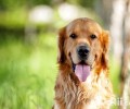 巨贵犬和金毛狗狗哪家好养？巨贵和金毛狗狗比照
