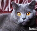 狗和猫哪家好养？养小猫烧钱或是养宠物烧钱？