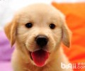 如何选金毛幼犬？金毛幼犬如何看纯不良？