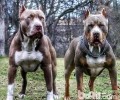 斯塔福和金毛狗狗选哪一个养比较好呢?斯塔福犬如何？