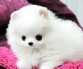 博美犬不能吃什么？博美犬不能吃的水果有哪些？