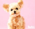 泰迪犬怎么美容？泰迪犬美容护肤实例教程