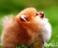 博美犬怎么美容？博美犬美容护肤实例教程