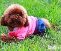 泰迪犬夜里叫该怎么办？泰迪犬夜里叫个不停