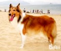 英国德牧犬有什么优点和缺点？英国德牧犬优点和缺点