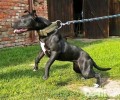 比特犬和藏獒哪一个强大?比特犬vs藏獒