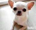 吉娃娃缺钙怎么办？吉娃娃吃什么补钙？