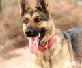 为何养昆明犬的人很少？昆明犬有哪些缺陷