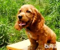 可卡幼犬如何喂养？可卡幼犬饲养