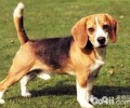哈利犬好养吗？哈利犬详细介绍