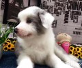 边境牧羊犬有多少种色调？边境牧羊犬色调