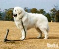 大白熊犬智力如何？大白熊犬详细介绍