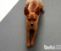 鹿娃犬多少钱一只？鹿娃犬价钱