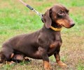 腊肠犬为何养的人少？腊肠犬优点和缺点详细介绍