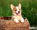 柯基犬好养吗？养柯基犬常见问题