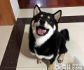 黑柴犬和赤柴犬哪一个贵？黑柴犬和赤柴犬价格比照