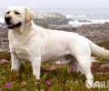 金毛一天吃是多少犬粮？金毛每日胃口