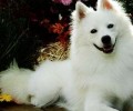 爱斯基摩犬多少钱一只？爱斯基摩犬价钱