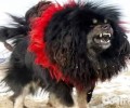 鬼獒和藏獒哪一个强大? 鬼獒pk藏獒