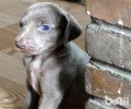 魏玛犬怎么养？魏玛犬喂养