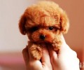 茶杯犬叫个不停该怎么办？茶杯犬叫个不停