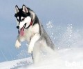 养什么宠物犬比较好？好养的宠物犬喂养