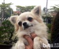 长毛吉娃娃要多少钱？长毛吉娃娃价钱